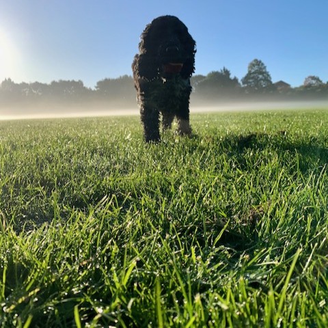 A silhouette of a black dog standing facing the camera with rich green grass in the foreground and a low mist in the background on a sunny morning