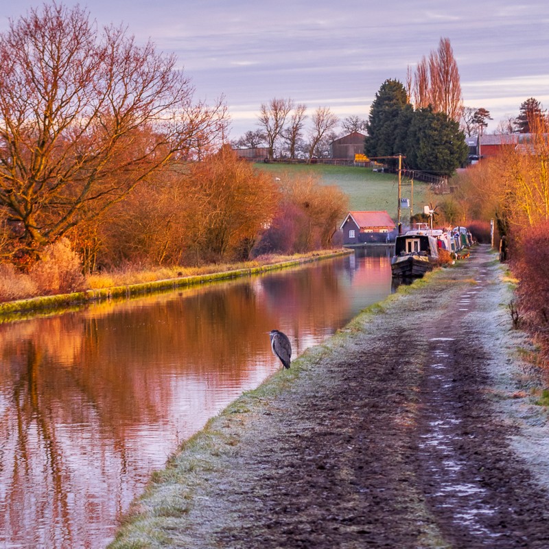 A heron sits on a frosty canal path on a winters day. Canal barges are seen in the distance.